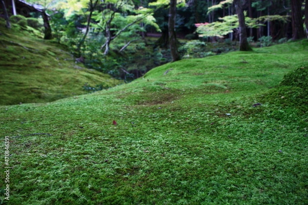 Obraz ジョブズの愛した苔寺