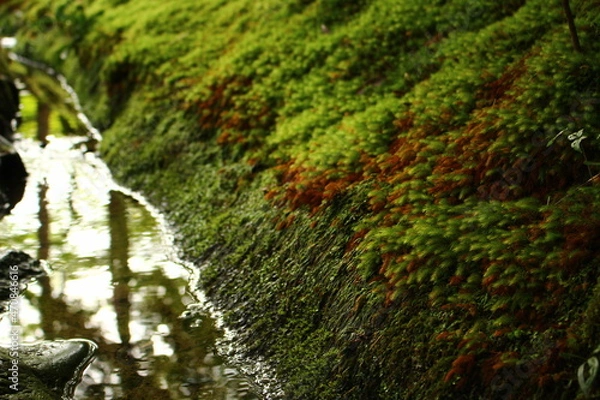 Obraz ジョブズの愛した苔寺