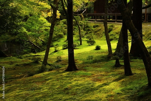 Obraz ジョブズの愛した苔寺