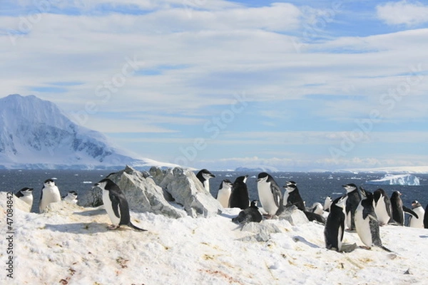 Obraz Chinstrap penguins in Antarctica
