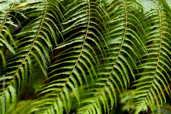 Fototapeta Parallel bent fronds of semi tropic giant a fern plant in a garden on Madeira island Portgugal. Four Green fronds with many small leaves forming a dynamic ornamental natural background structure.