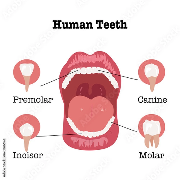 Fototapeta Beautiful woman opening mouth with red lips with teeth structure of Premolar,Canine,Incisors,Molar.Vector Isolated flat design over white background of  Four different Types of teeth for Dental.