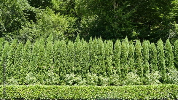 Fototapeta green grass background