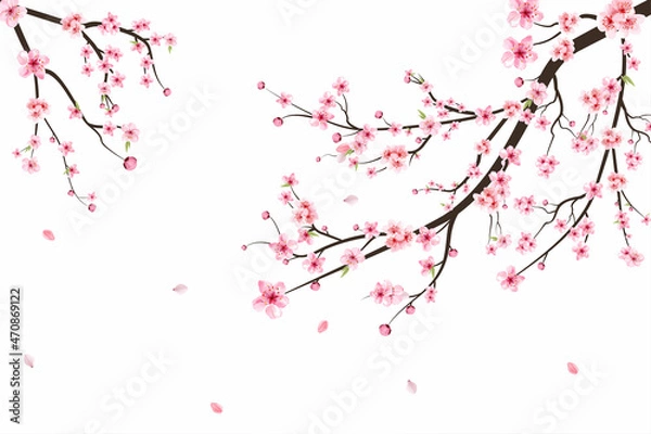 Fototapeta Sakura na białym tle. Away Cherry Bud. Wektor kwitnący kwiatu wiśni. Różowe tło kwiatowe Sakura. Branch Blossom z kwiatem Sakura. Wektor kwiatu wiśni akwareli.