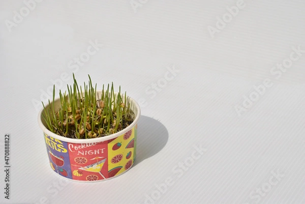 Obraz Grass leaves grow from seed in planting cups