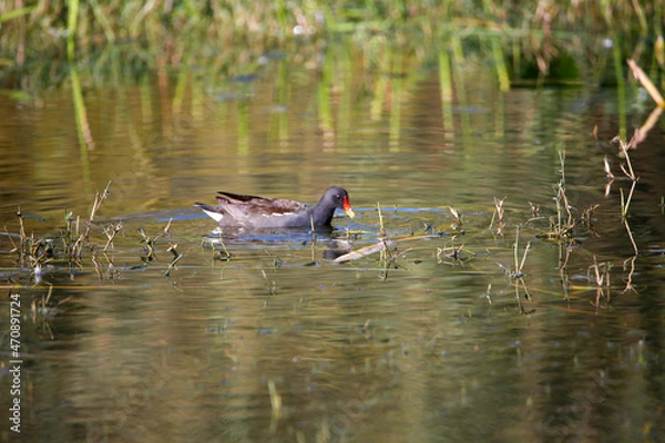 Obraz great crested grebe in water