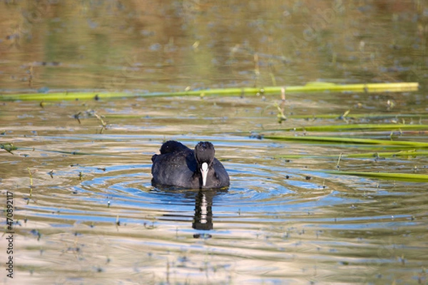 Fototapeta great crested grebe