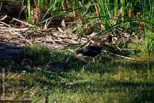 Obraz frog in the grass