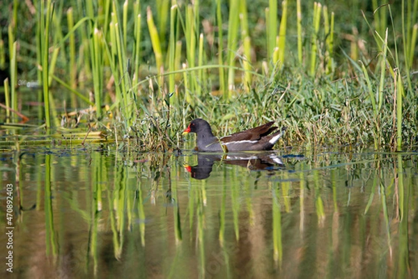 Obraz great crested grebe