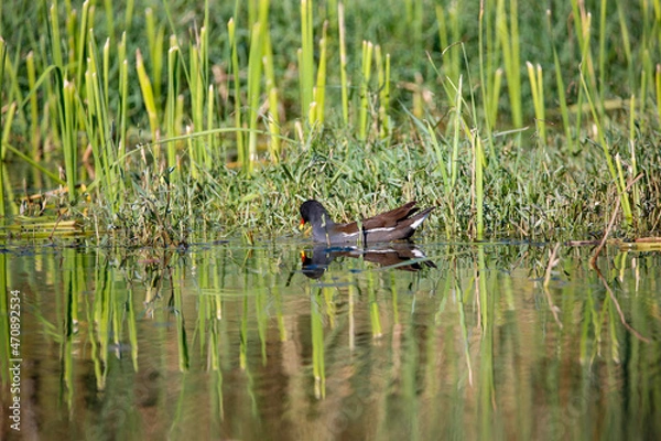 Obraz frog in the pond