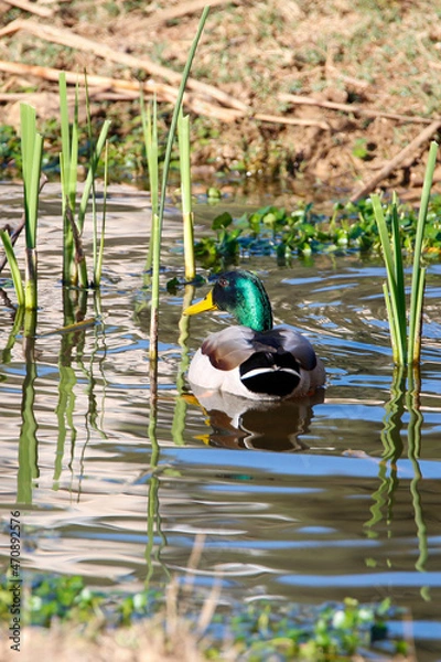 Obraz duck and ducklings