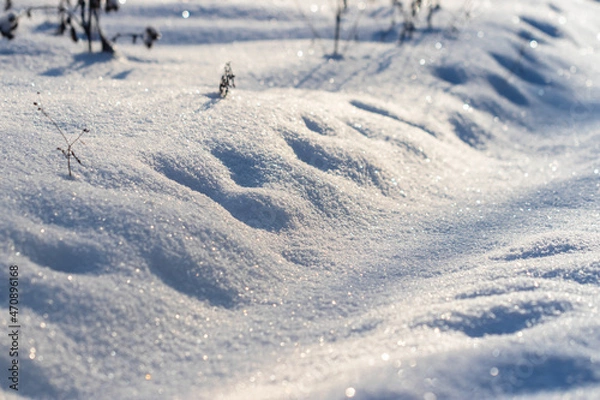 Fototapeta Path in the winter forest