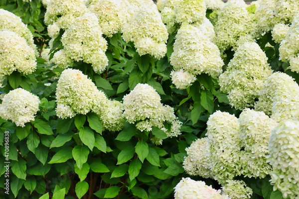 Fototapeta Close-up of white panicle hydrangea (Hydrangea paniculata) shrub with water droplets on leaves.