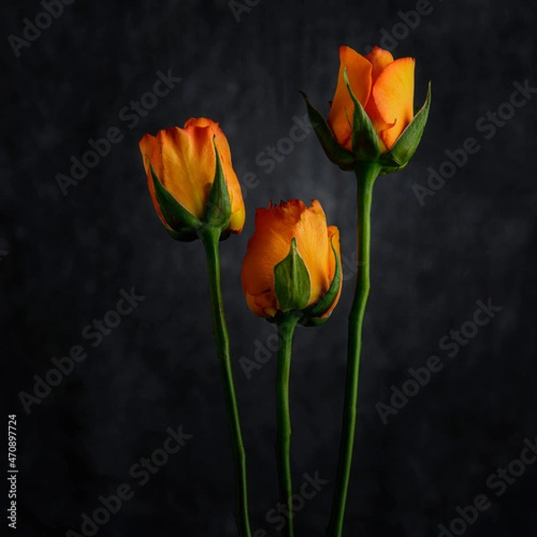 Fototapeta Still Life Image of Three Roses on Grey Background formatted Square