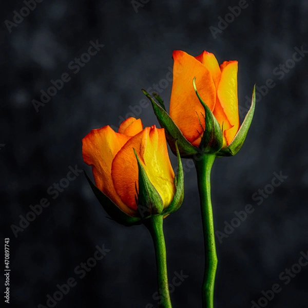 Fototapeta Still Life Image of Two Yellow Roses on Grey Background cropped square