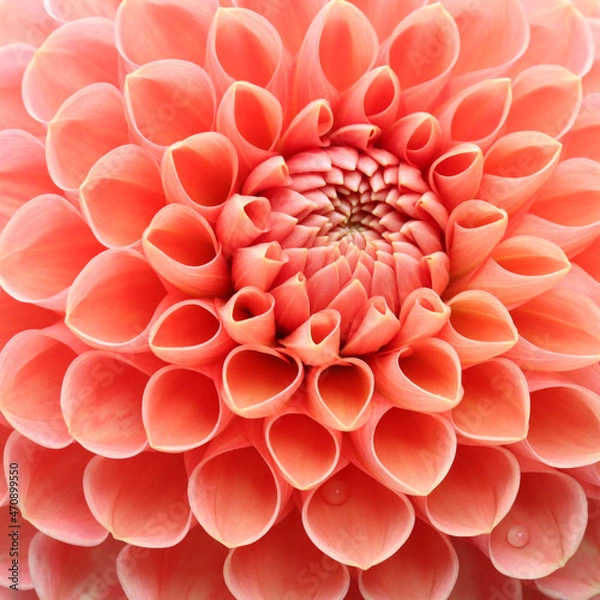 Obraz Dahlia flower head close up