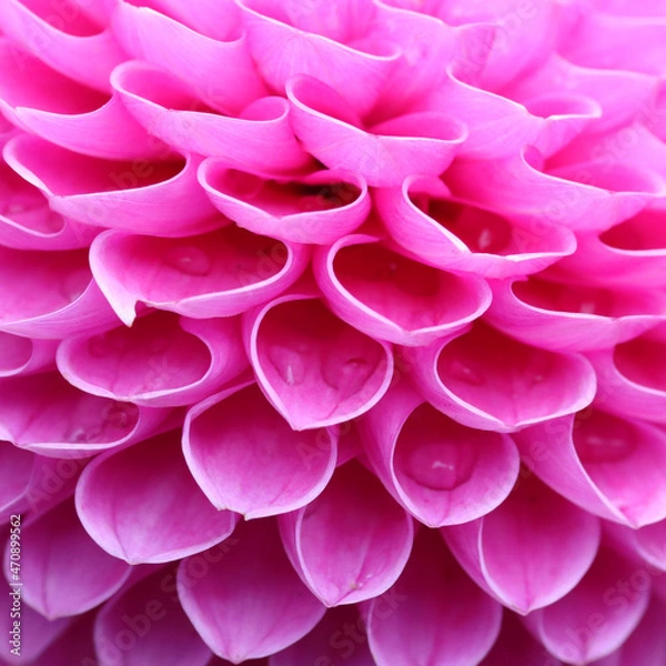 Obraz Dahlia flower head close up