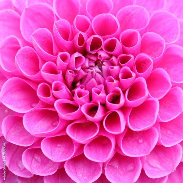 Obraz Dahlia flower head close up