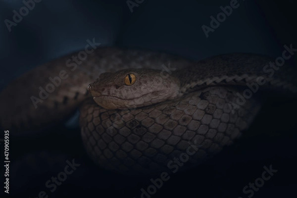 Obraz McGregor's Pit Viper
