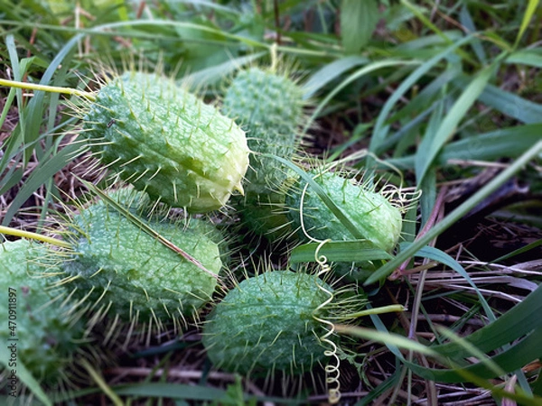 Obraz A Group Of Wild Cucumbers(Echinocystis lobata) On The Grass