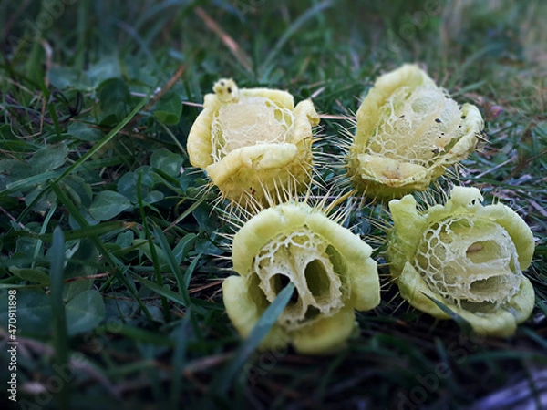 Obraz A Group Of Wild Cucumbers(Echinocystis lobata) On The Grass