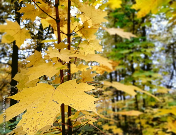 Obraz Young Maple Tree With Yellow Leaves. Young Maple Tree Branch With Yellow Leaves In Autumn