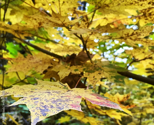 Obraz Maple Tree Branch With Yellow Leaves In Autumn