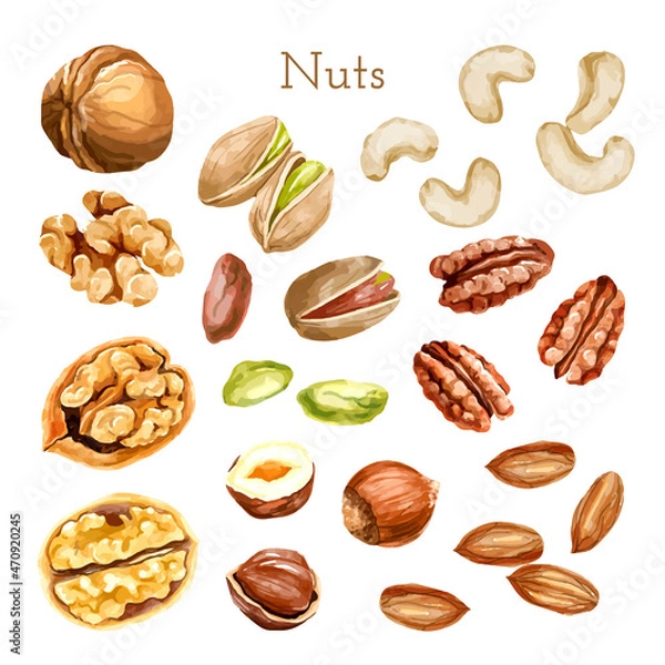 Obraz Watercolor nut collection. different types of nuts
