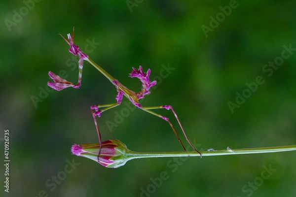 Fototapeta A closeup of the Empusa fasciata on a flower