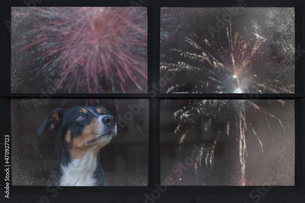 Fototapeta Dog looks out the window and watching the fireworks