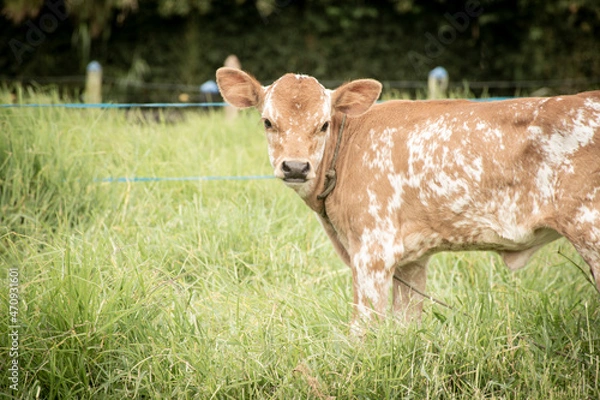 Fototapeta Vaca en establo