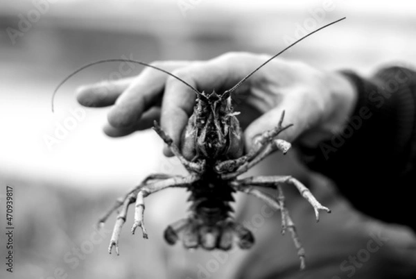 Obraz Face to face with a crayfish