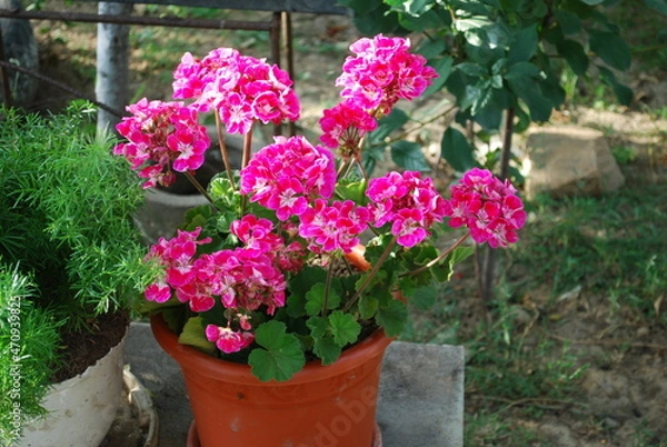 Obraz pink geranium flowers