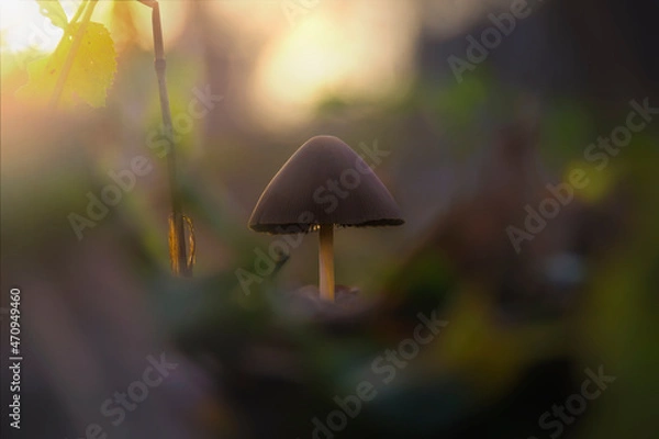 Obraz Leśny grzyb ciepłe tło las jesień bokeh zbliżenie