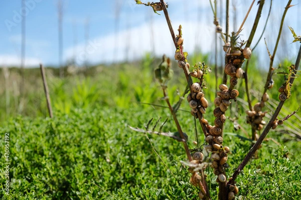 Fototapeta grass in the wind - snails