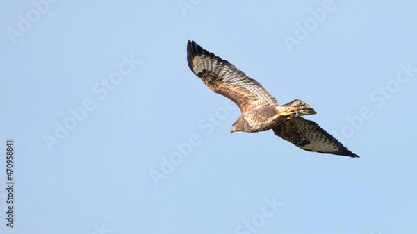 Fototapeta Common buzzard (Buteo buteo) shows off its plumage, isolated against a blue sky, England