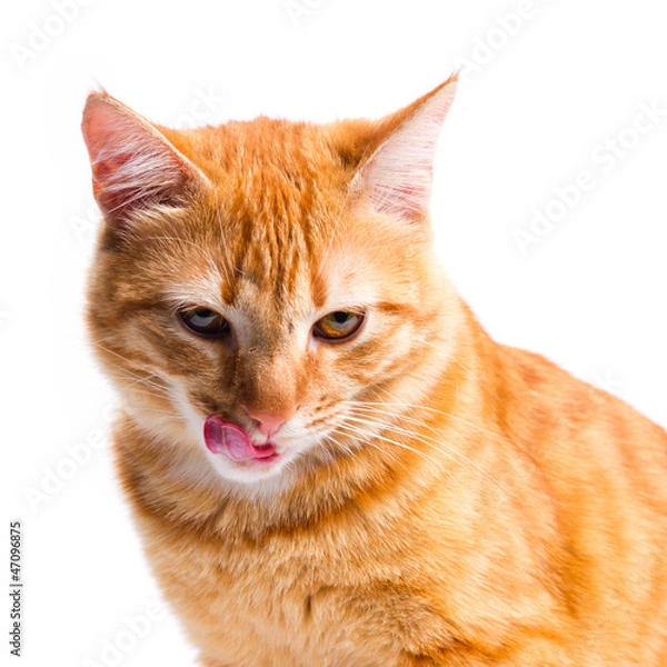 Obraz Ginger cat portrait studio isolated