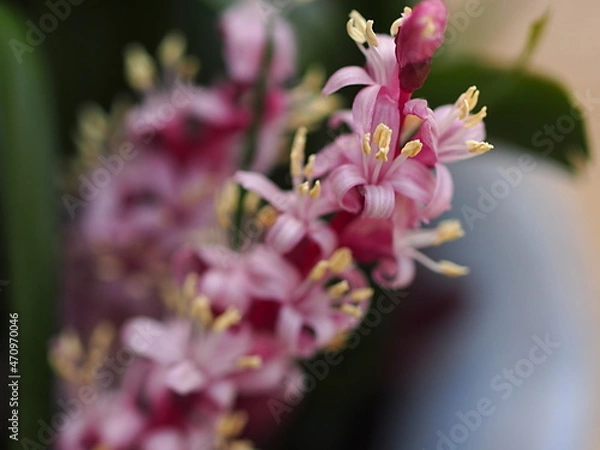 Obraz キチジョウソウの花のアップ