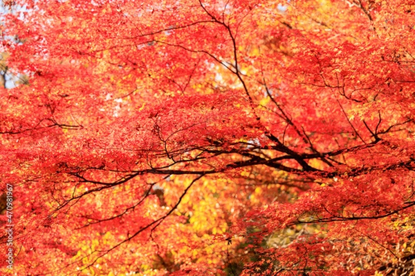 Obraz 群馬県　河鹿橋　紅葉