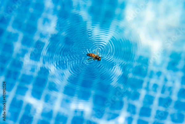 Fototapeta bee stuck on the water in the swimming pool and creating ripples on the water surface