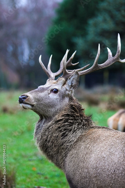 Obraz Deer