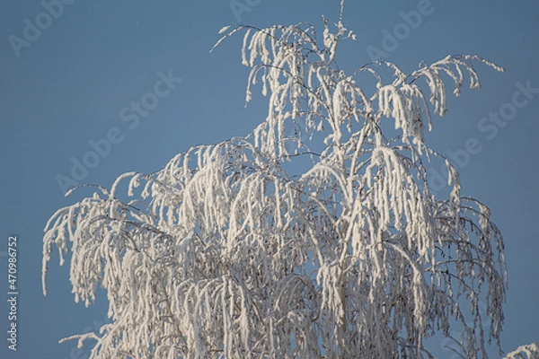 Obraz frost on tree