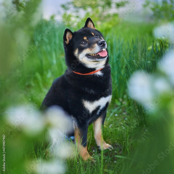 Fototapeta Portrait of a dog of breed Shiba Inu close-up, black and tan color