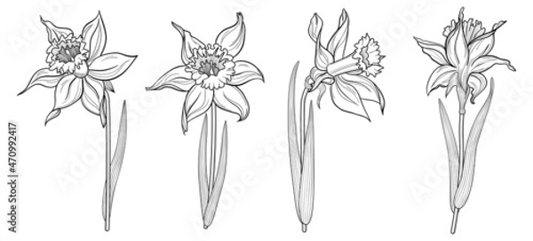 Fototapeta Spring daffodils collection. Flower line art. Isolated white background.