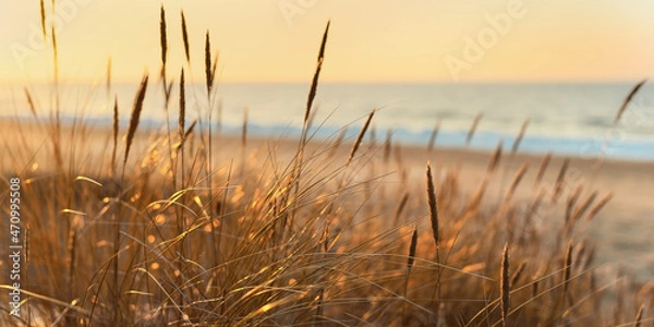 Fototapeta Baltic sea shore at sunset. Sand dunes, plants (Ammophila) close-up. Soft sunlight, golden hour. Environmental conservation, ecotourism, nature, seasons. Warm winter, climate change. Macrophotography