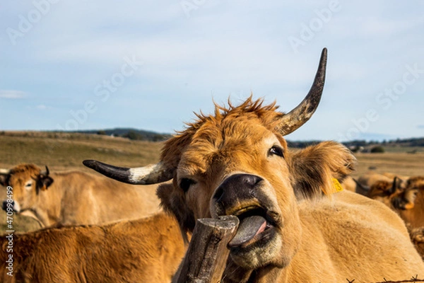 Fototapeta Portrait d'une vache de l'Aubrac léchant un poteau