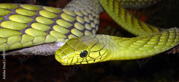 Obraz Snake