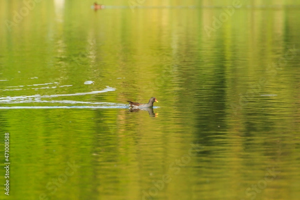 Fototapeta wild ducks on the lake near danube river in Germany