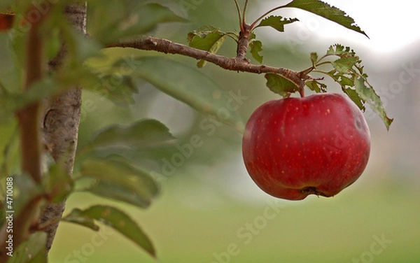 Obraz Apple on tree