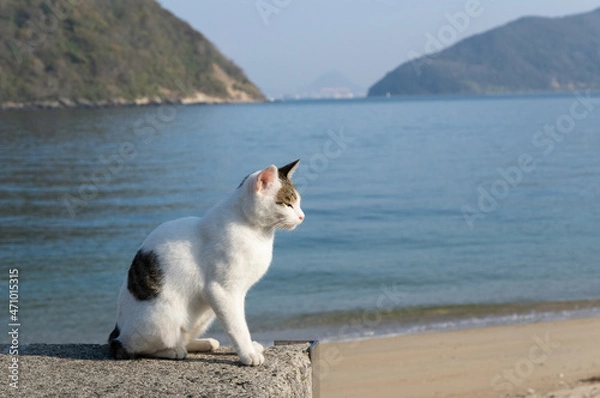 Fototapeta 堤防で座る猫